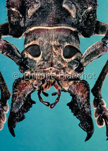 Callipogon sericeus.JPG - in "Portraits d'insectes" ed. SeuilCallipogon sericeusLongicorneLong horned beetleColeopteraCerambycidaeRepublique Dominicaine